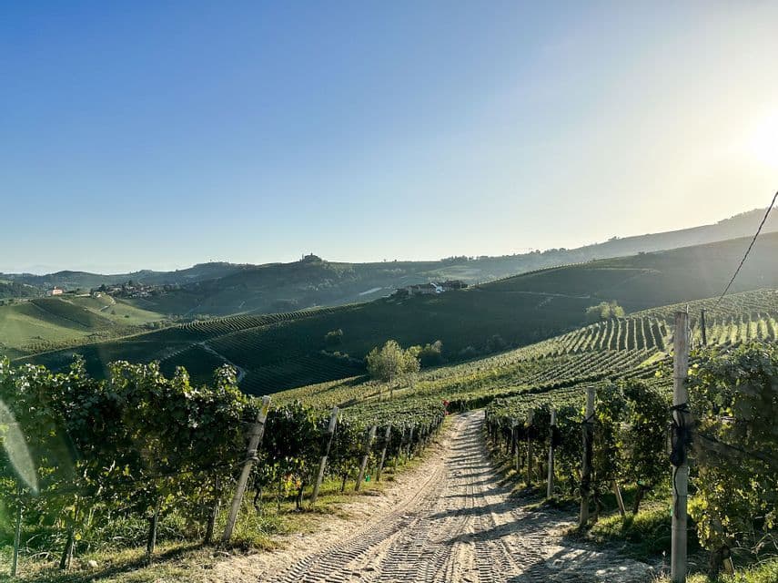 Una strada sterrata si snoda tra dolci colline ricoperte di filari di viti sotto un sole splendente e un cielo sereno.