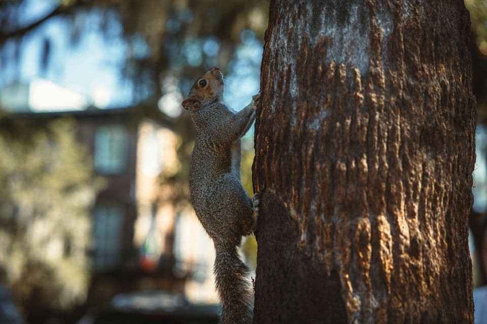 A grey squirrel with a bushy tail clings to the textured bark of a tree trunk, looking upwards.