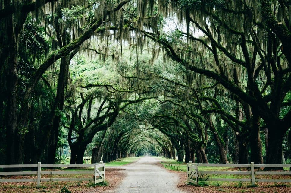 A dirt road passes under a natural canopy formed by large trees with hanging Spanish moss, flanked by a white fence.