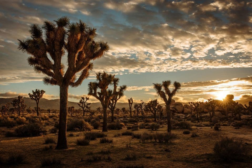 A landscape of Joshua trees in the desert, illuminated by the golden light of a setting sun under a cloudy sky.
