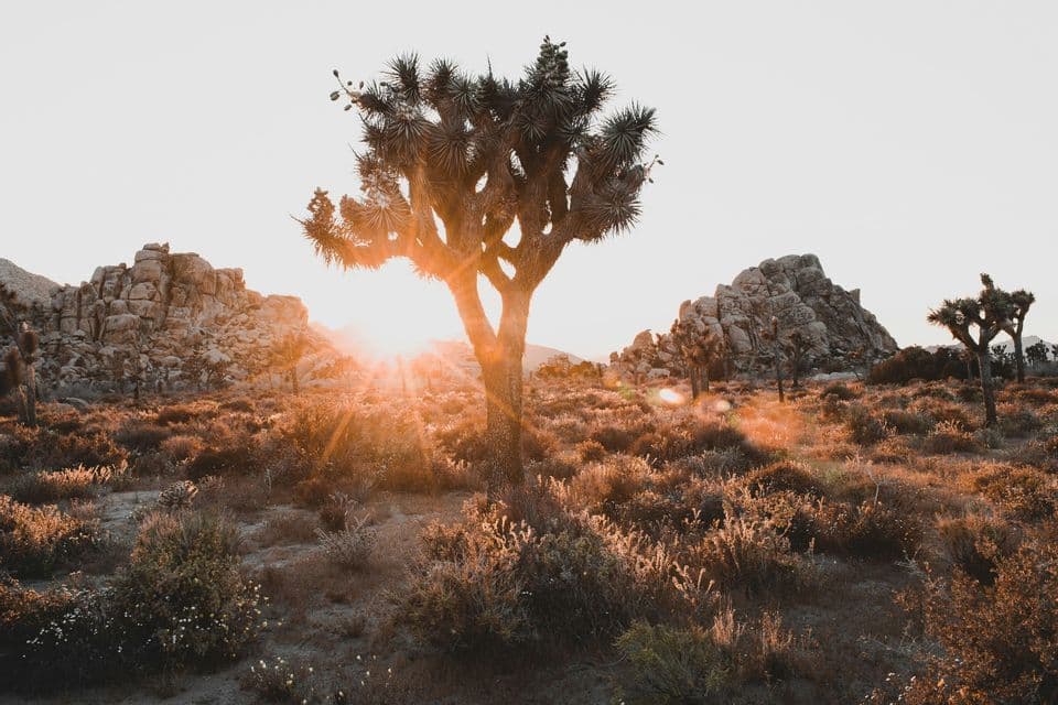 A Joshua tree is silhouetted by the setting sun in a desert landscape filled with shrubs and background rocky hills.