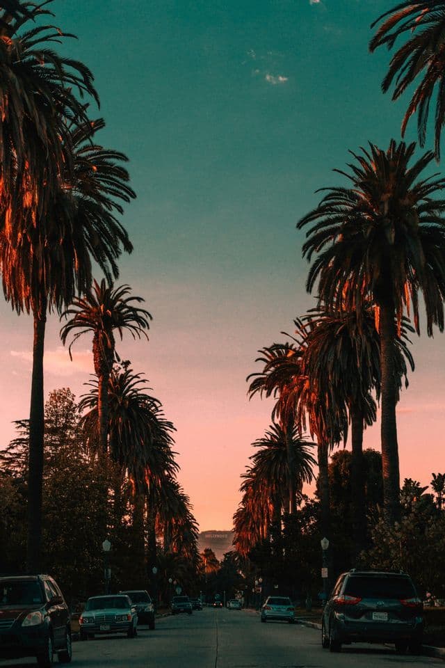 A street lined with tall palm trees leads toward the distant Hollywood sign under a colorful sunset sky.