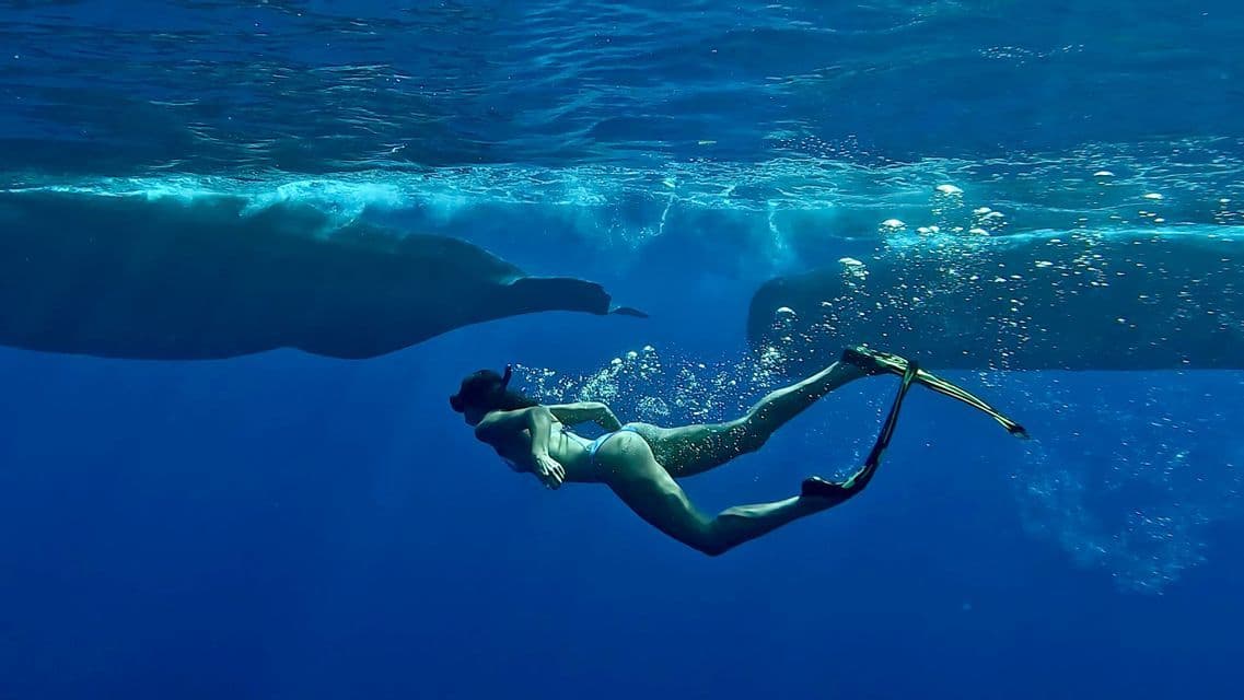 Un apnéiste avec tuba et palmes nage près de deux grandes baleines dans les eaux bleues profondes.