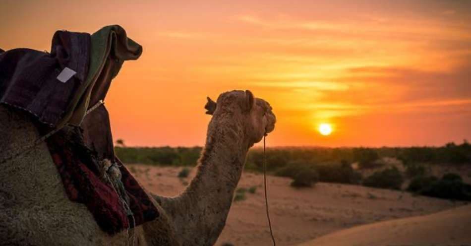 A camel with a saddle stands in the desert, looking towards the setting sun over sand dunes.