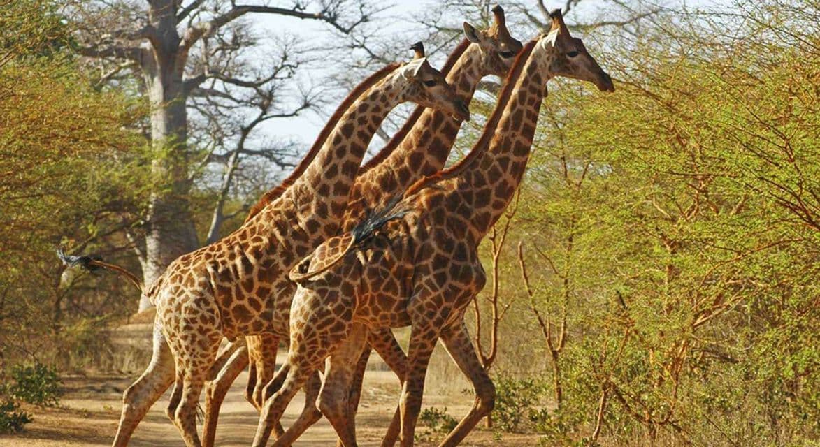 Three giraffes walk in a line through a savanna landscape with lush green trees and shrubs.