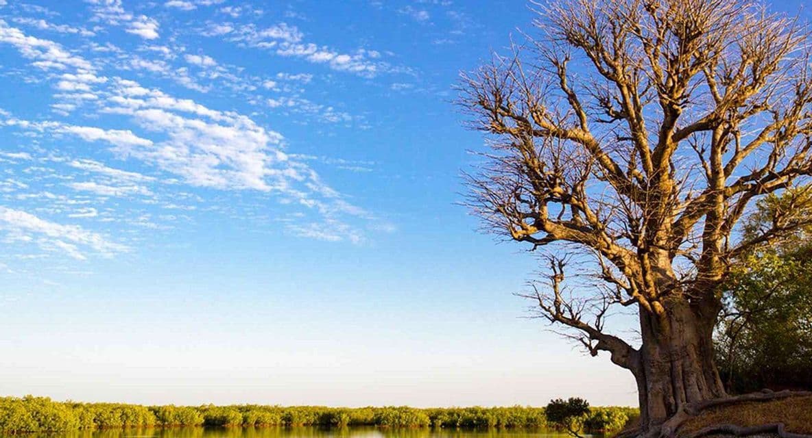 A large, leafless baobab tree stands on the bank of a river, with lush green vegetation on the opposite shore under a blue sky with clouds.