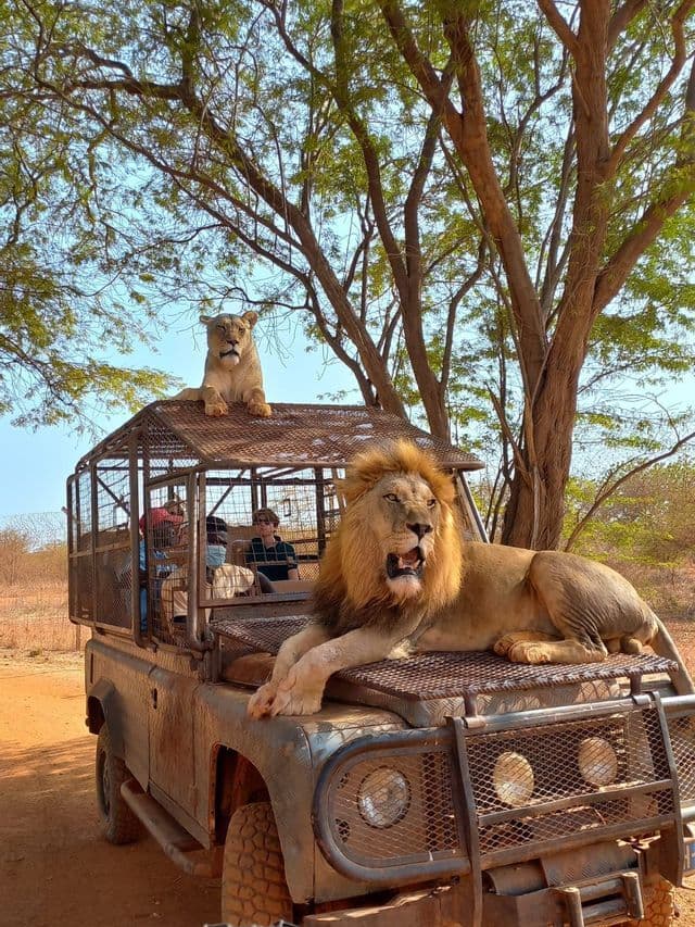 A lion and lioness rest on a caged safari vehicle while a WeRoad group trip watches safely from inside.