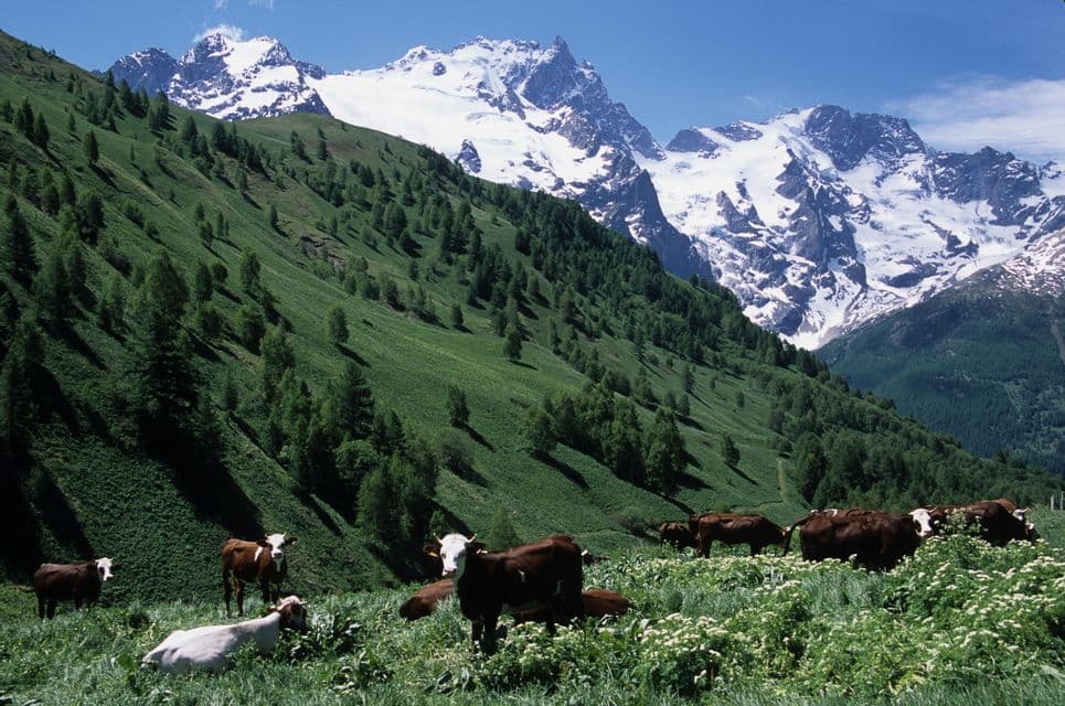 Un troupeau de vaches paît dans un pâturage verdoyant sur un flanc de colline, avec une grande chaîne de montagnes enneigées en arrière-plan.