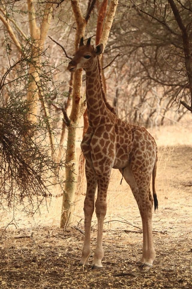 Eine junge Giraffe steht in einem trockenen, bewaldeten Gebiet, umgeben von dünnen Bäumen und spärlichem Buschwerk.