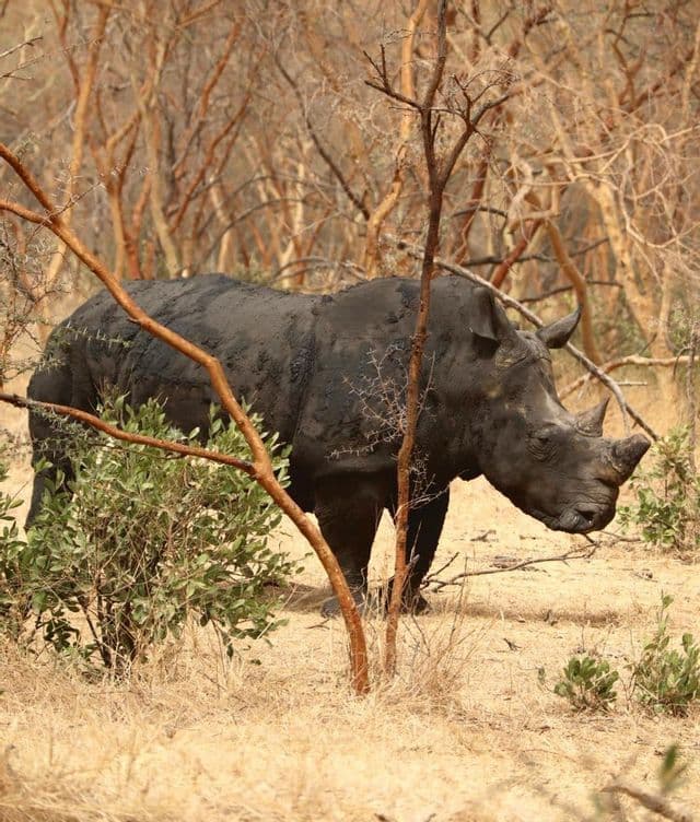 Ein großes, schlammbedecktes Nashorn steht im Profil zwischen trockenen, dünnen Bäumen und spärlichem Gebüsch.