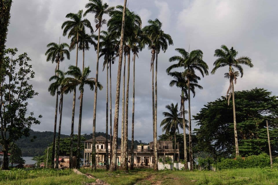 Alte e slanciate palme si stagliano di fronte a un grande edificio antico in un lussureggiante paesaggio tropicale sotto un cielo nuvoloso.