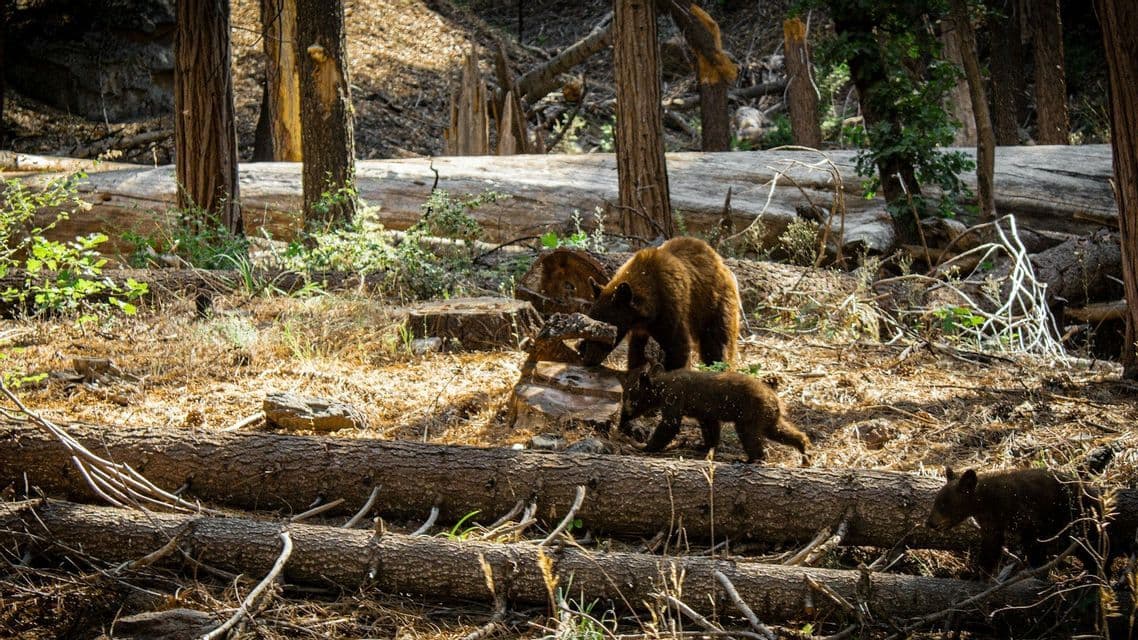 A mother brown bear and her two cubs walk through a sunlit forest filled with fallen logs and tree trunks.