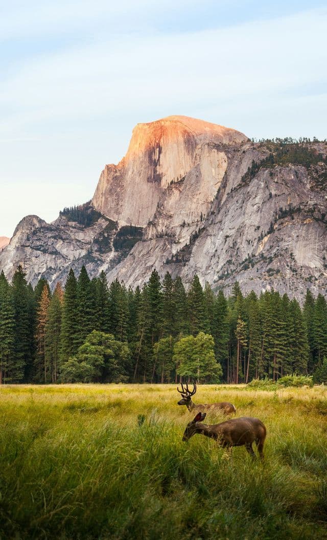 Two deer graze in a grassy meadow in front of a pine forest and a large granite mountain with a sunlit peak.
