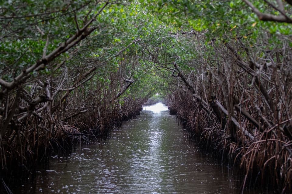 Un río angosto fluye a través de un túnel formado por las ramas entrelazadas de un denso bosque de manglares.