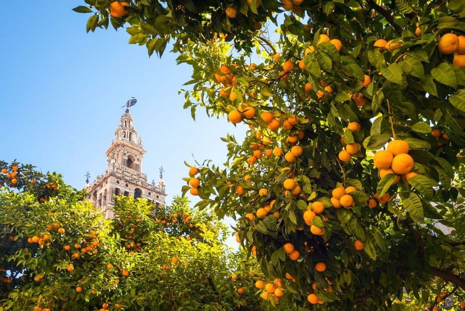 A view looking up at an ornate stone bell tower, framed by the green leaves and ripe fruit of orange trees against a clear blue sky.