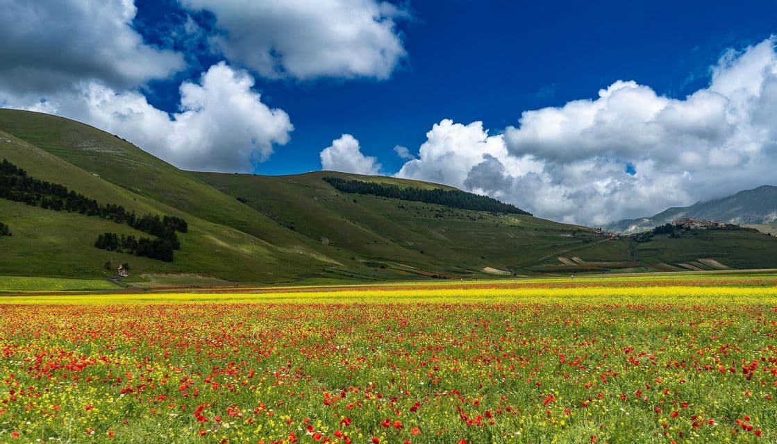 Un vasto campo di fiori selvatici rossi e gialli si estende verso dolci colline verdi sotto un cielo azzurro con nuvole bianche.