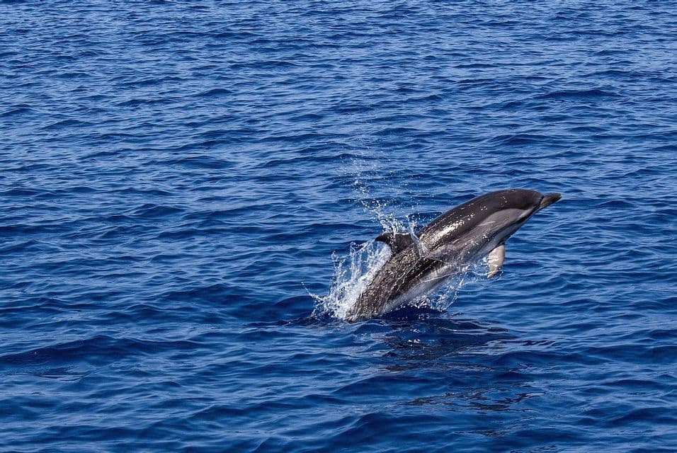 Un dauphin s'élance hors de l'océan d'un bleu profond, créant une gerbe d'eau.
