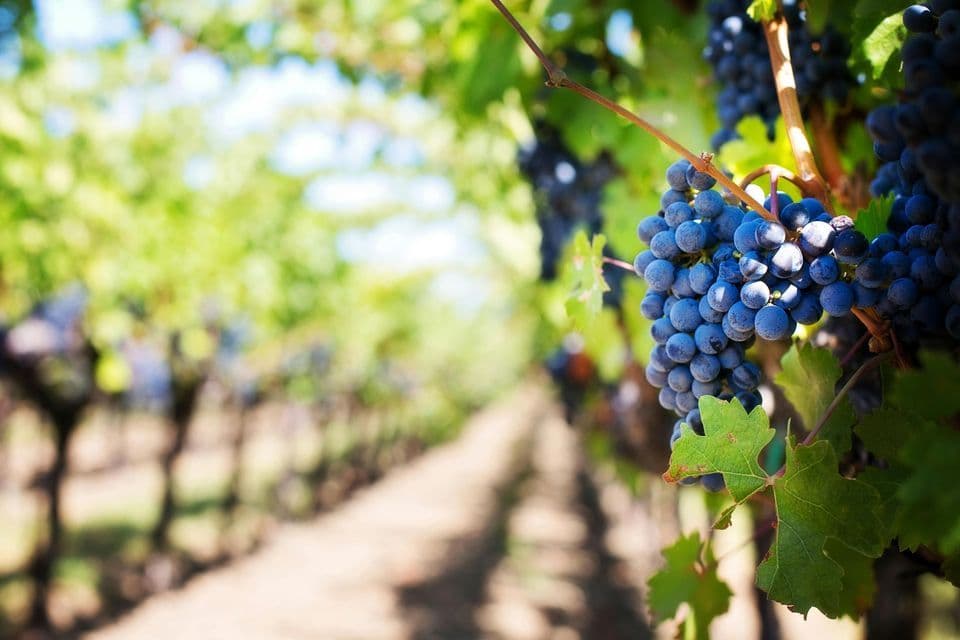 A close-up of a bunch of ripe purple grapes hanging from a vine in a sunny vineyard.