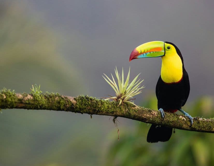 Un tucán arcoíris con un pico grande y multicolor descansa en una rama musgosa.