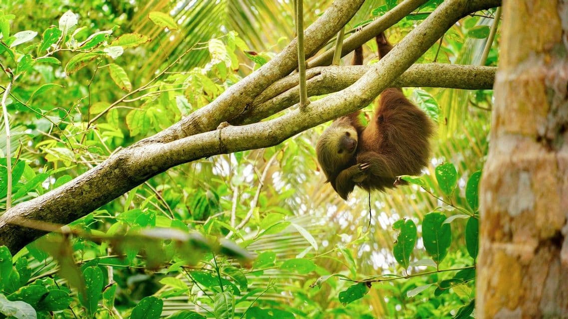 Un perezoso marrón cuelga de una rama de árbol mirando a la cámara en una densa jungla verde.