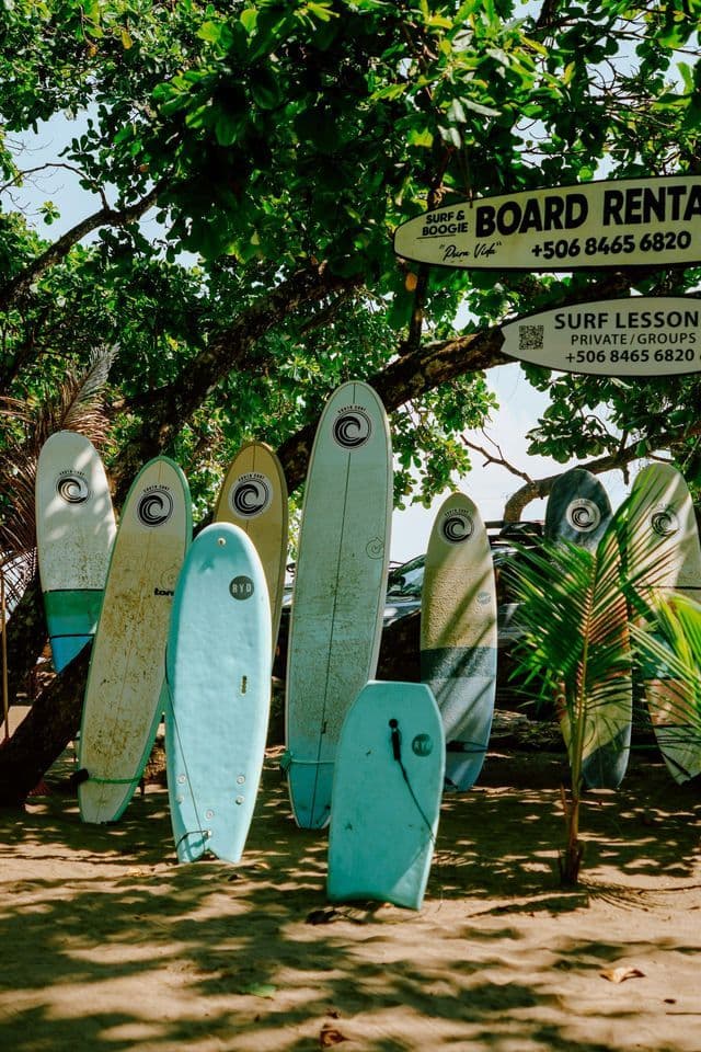 Una variedad de tablas de surf y una tabla de bodyboard se encuentran en la arena bajo un árbol frondoso, con carteles que anuncian alquileres y lecciones.
