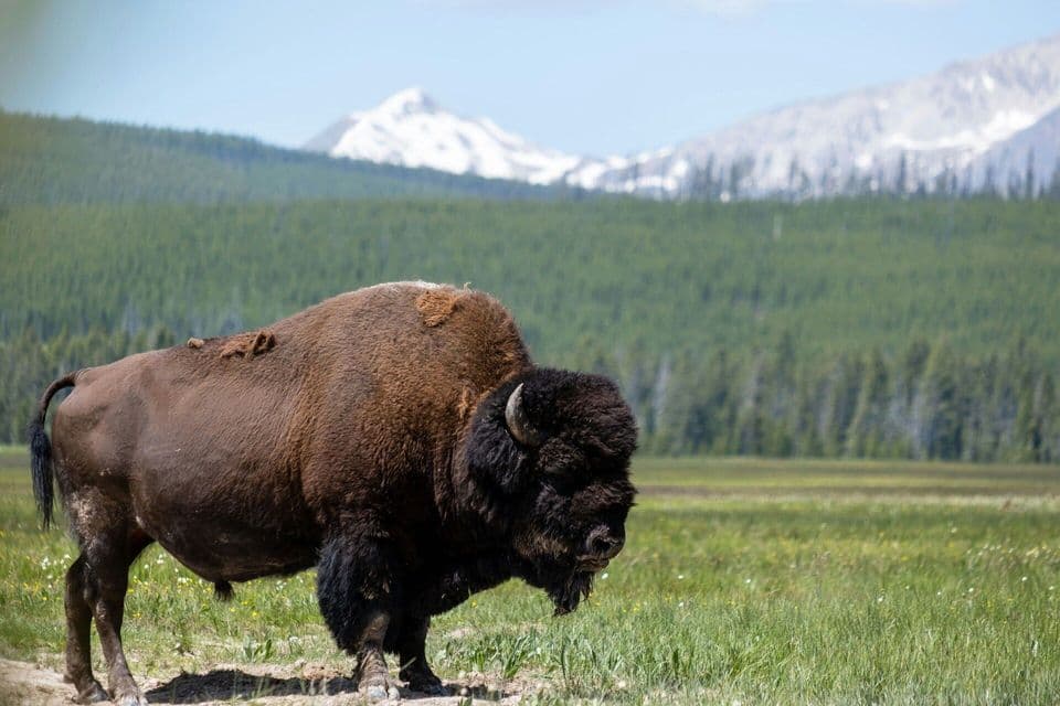 A large bison stands in a grassy field with a forest and snow-capped mountains in the background.