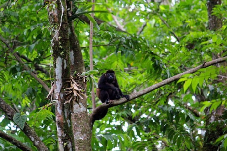 Ein schwarzer Brüllaffe sitzt auf einem dicken Ast, umgeben von dichtem grünem Laub eines Dschungels.