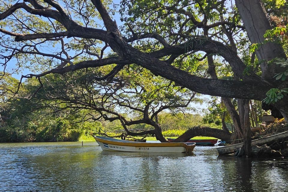 Ein gelbes und weißes Boot schwimmt auf ruhigem Wasser unter den ausladenden Ästen eines großen Baumes.