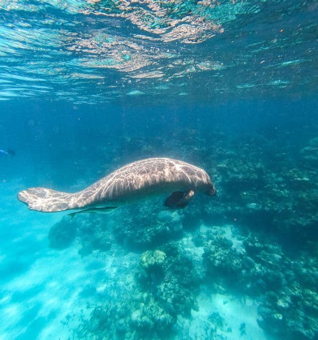 An underwater shot of a dugong swimming in clear blue water above a coral reef and sandy sea floor.