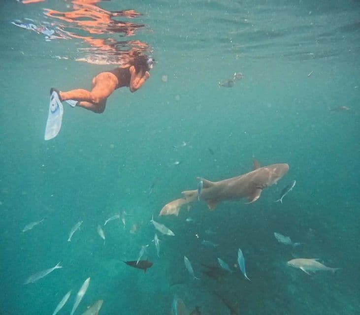 An underwater view of a person snorkeling with flippers among a school of fish and a nurse shark.