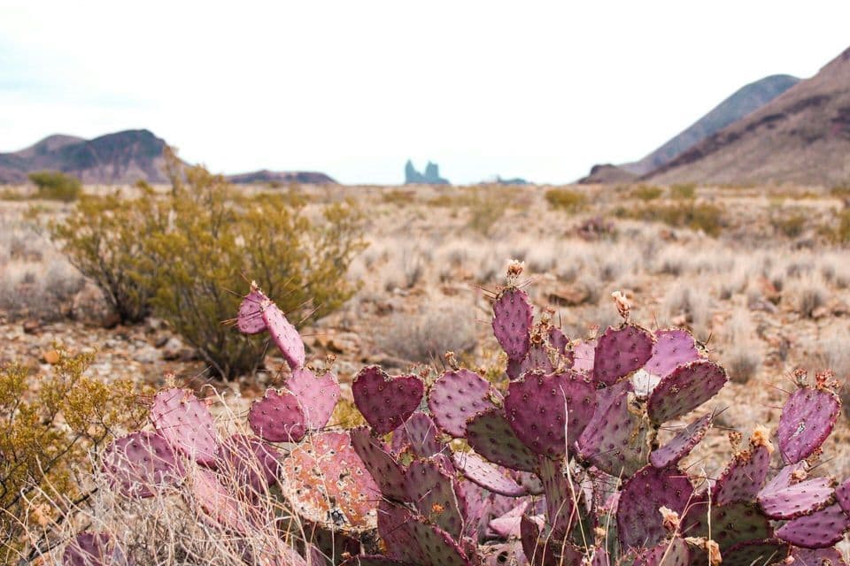 A purple prickly pear cactus with heart-shaped pads stands in a dry desert landscape with mountains in the distance.
