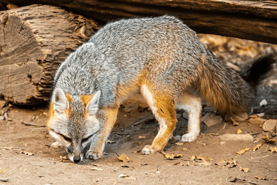 A gray fox with orange and gray fur sniffs the dusty ground in front of a large wooden log.