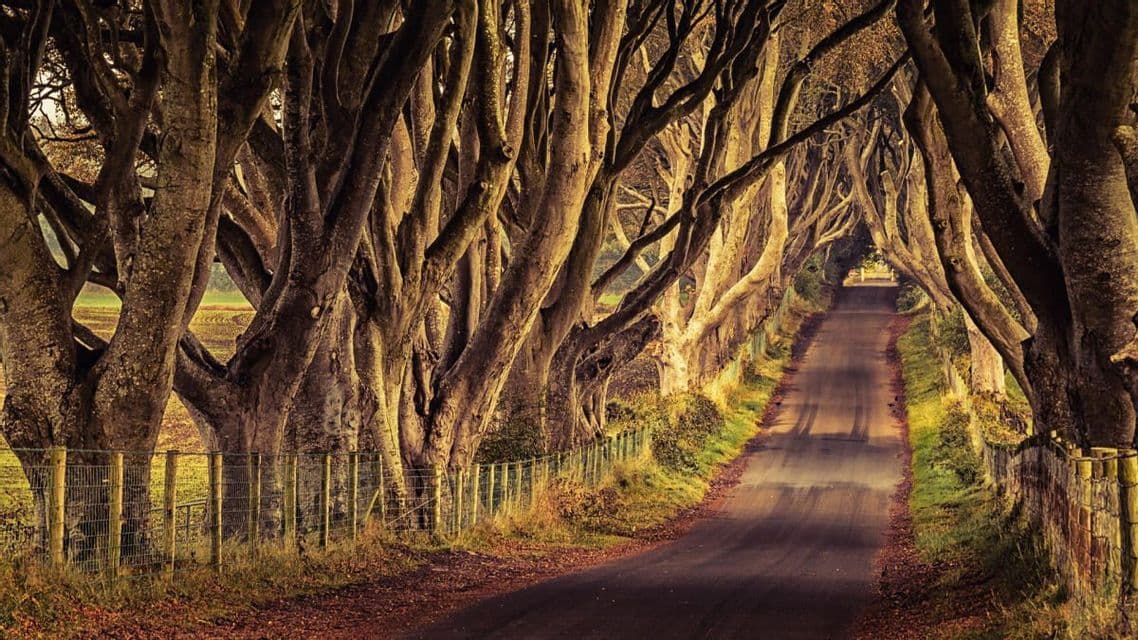 Una stretta strada di campagna attraversa un tunnel naturale formato dai rami intrecciati di alberi vecchi e nodosi.