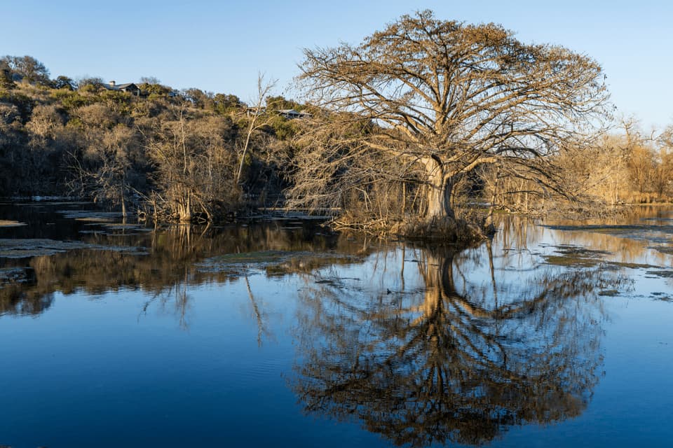 A large, bare tree stands in a calm body of water, its perfect reflection visible on the blue surface under a clear sky.