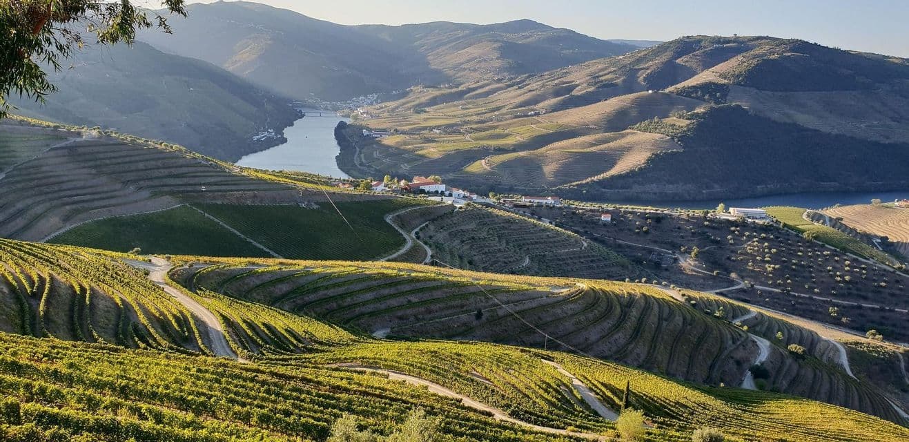 Vista panoramica di vigneti terrazzati su dolci colline che dominano un ampio fiume in una valle.