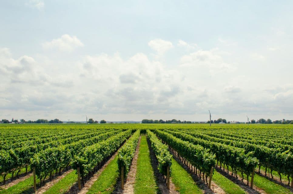 Long rows of green grapevines in a vineyard stretch into the distance under a cloudy sky.