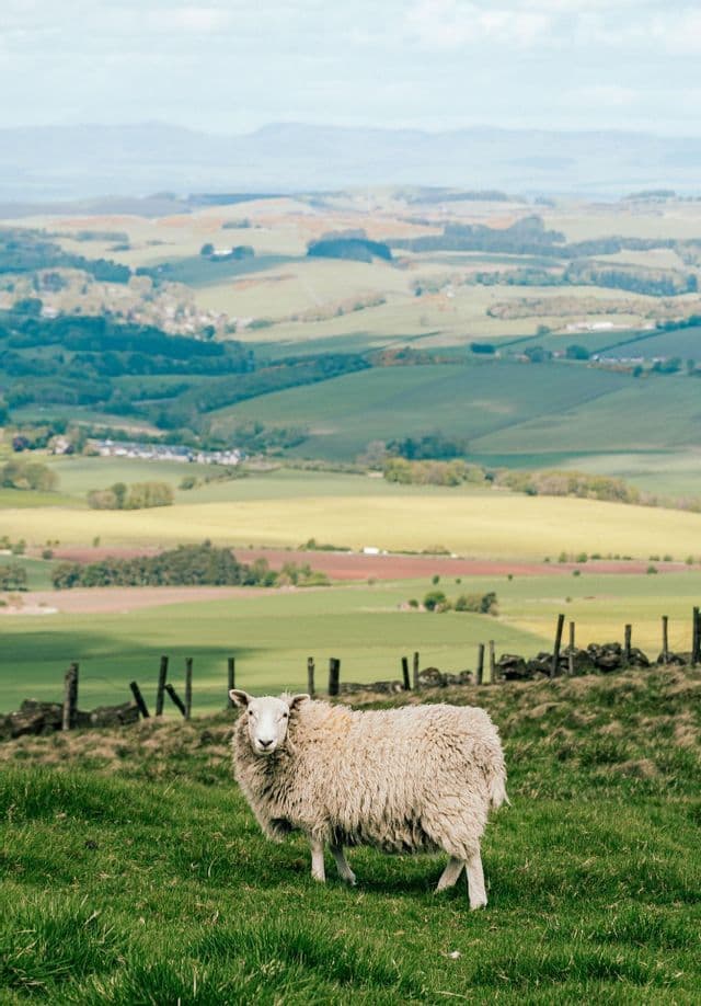 A white sheep with thick wool stands on a grassy hill overlooking a vast landscape of rolling fields and hills.
