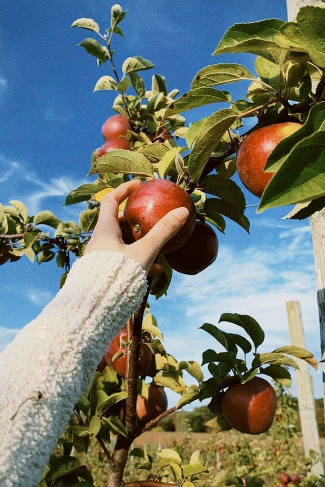 A hand in a white sweater picking a ripe red apple from a tree branch against a bright blue sky.