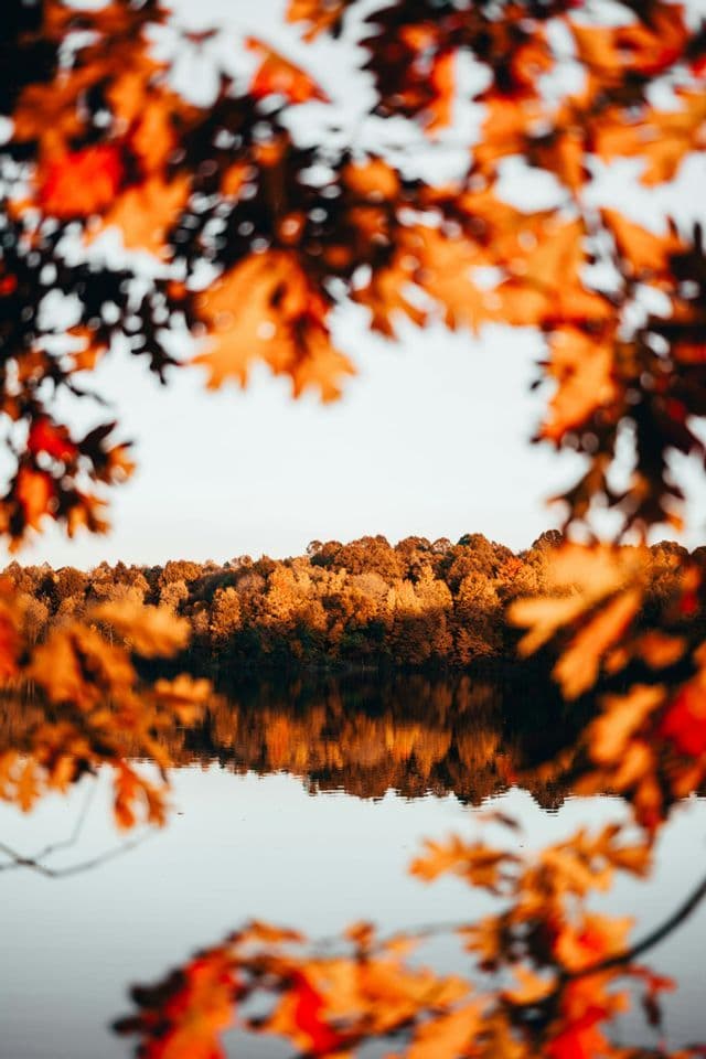 A view of an autumn forest reflecting in a lake, framed by out-of-focus orange and red leaves.