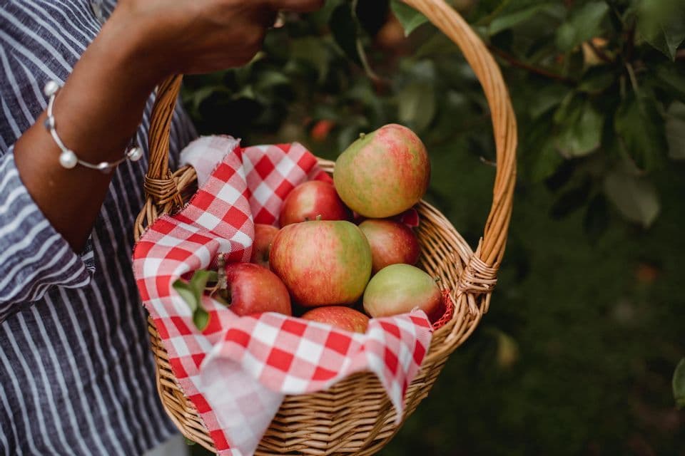 A person holds a wicker basket filled with freshly picked red and green apples, lined with a red and white checkered cloth.