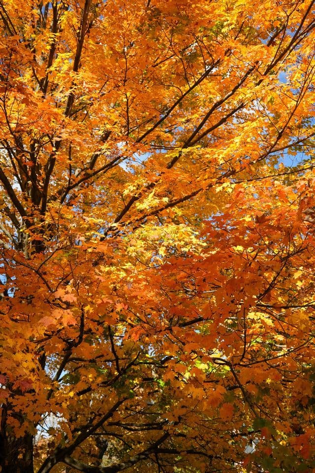A low-angle shot of a tree's branches covered in dense, bright orange and yellow leaves during autumn.