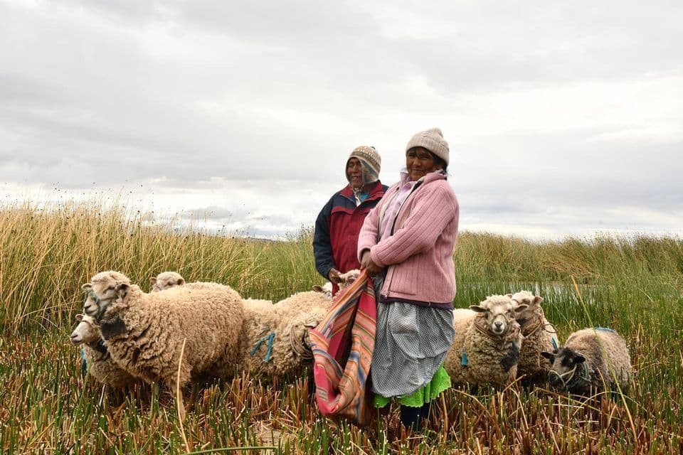 Two local people, a man and a woman, stand with their flock of sheep in a field of tall reeds under a cloudy sky.