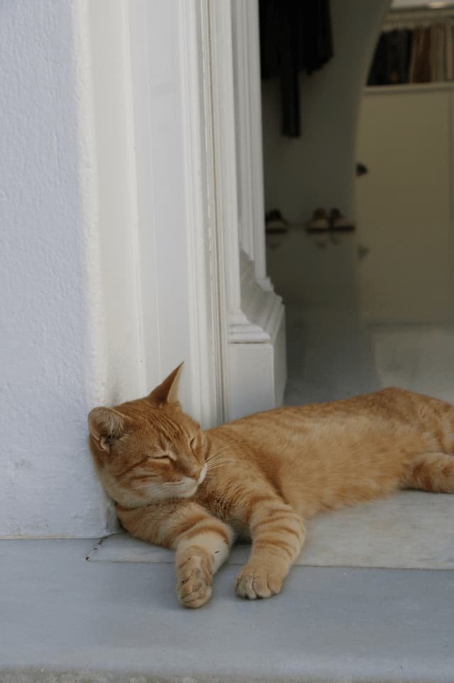 Un gatto tigrato arancione dorme al sole, sdraiato su un gradino di pietra accanto a un portone bianco.