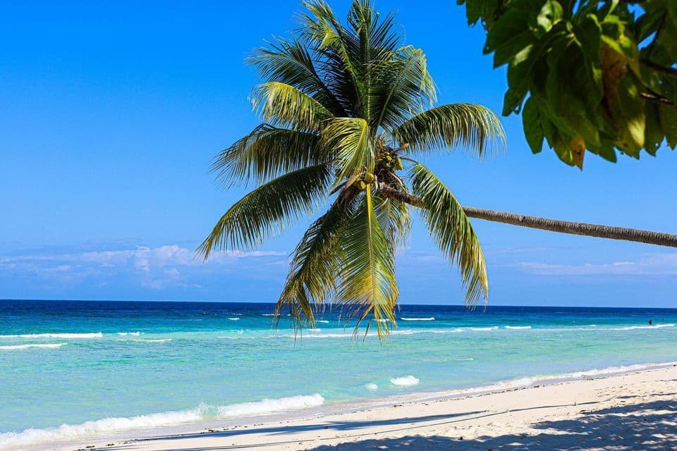 A single palm tree leans over a white sand beach next to turquoise ocean waters under a clear blue sky.