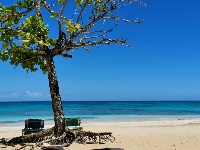 A tree with exposed roots provides shade for two empty lounge chairs on a sandy beach facing a calm, turquoise ocean.