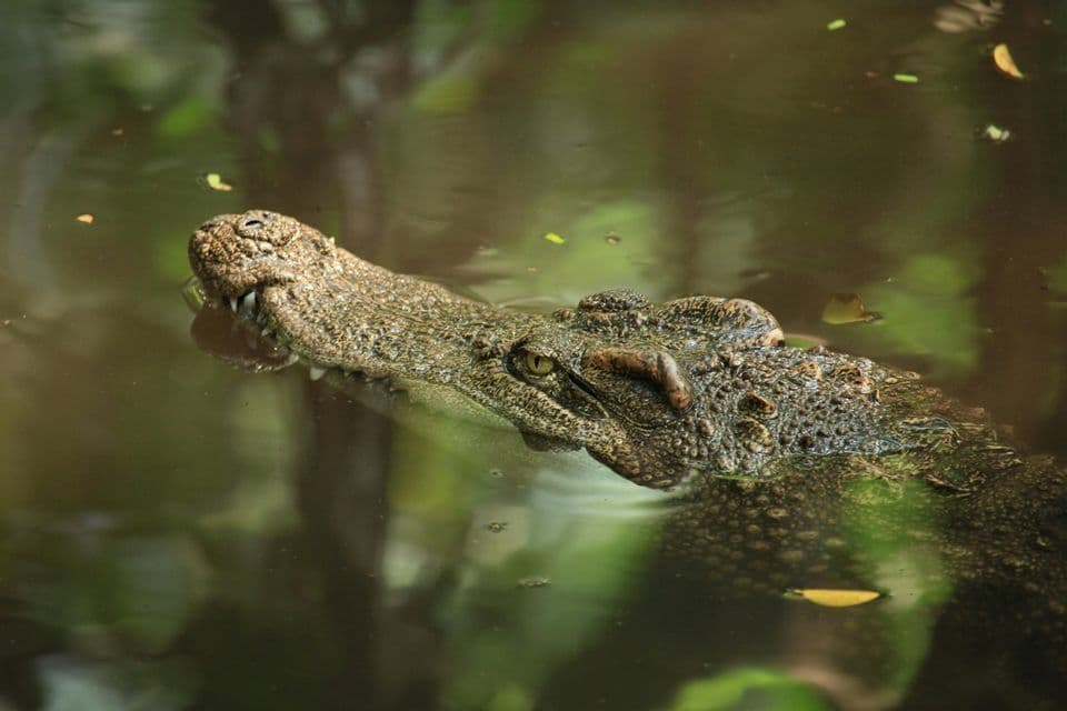 A close-up of a crocodile's head emerging from murky green water, with its eye and teeth visible.