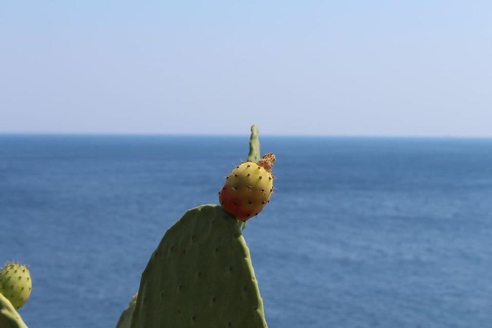 Un primo piano di un frutto di fico d'India con il mare blu intenso e il cielo limpido sullo sfondo.
