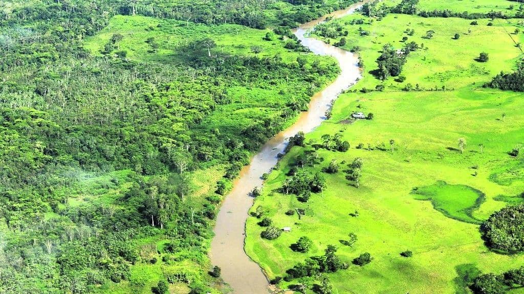 Eine Luftaufnahme zeigt einen schlammigen Fluss, der sich zwischen einem dichten grünen Wald und offenen Grasfeldern windet.