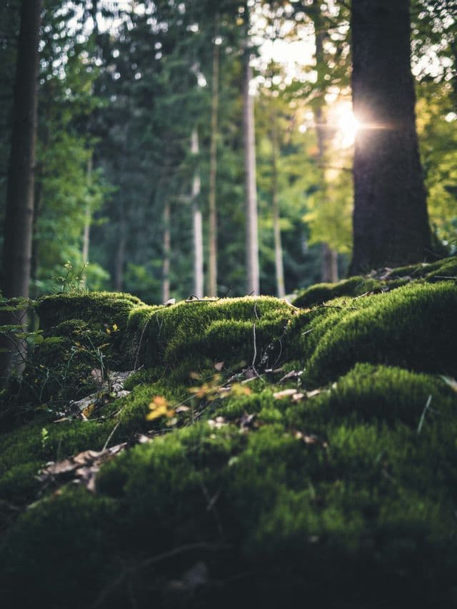 Primo piano dal basso di muschio verde sul letto della foresta, con la luce del sole che filtra tra gli alberi sfocati.