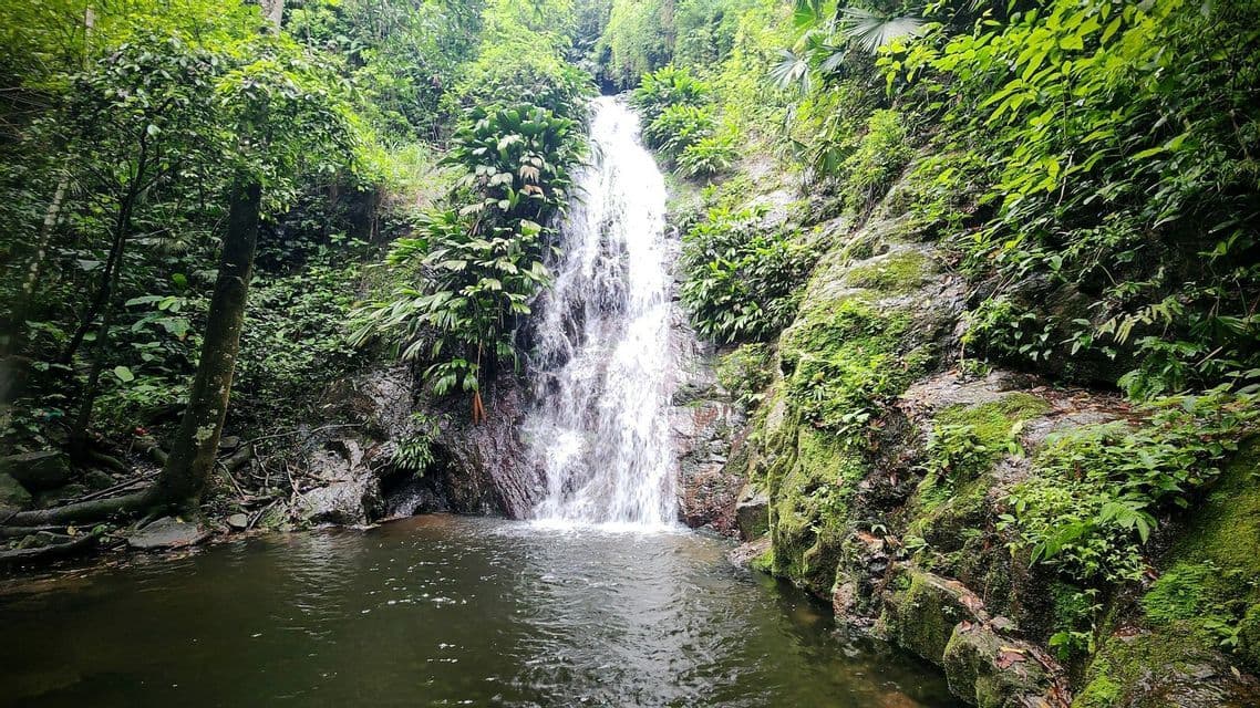 Ein Wasserfall stürzt eine moosbewachsene Felswand hinab in einen ruhigen Teich in einem dichten, grünen Dschungel.